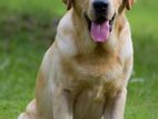Labrador Dog for Crossing