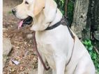 labrador dog for crossing (imported bd)