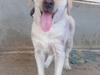 Labrador Dog for Kind Home