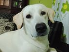 Labrador Dog for Crossing