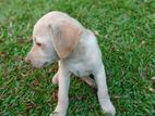 Labrador Puppy