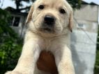 Labrador Puppy
