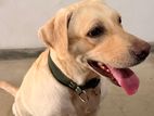 Labrador Dog