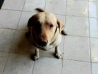 Labrador Dog
