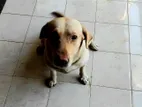 Labrador Dog