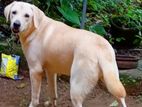 Labrador Dog