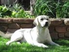 Labrador Dog