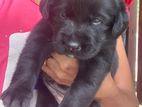 Labrador Puppy