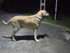 Labrador Dog