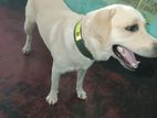 Labrador Dog