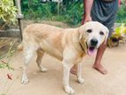 Labrador Dog