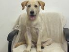 Labrador Dog