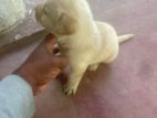 Labrador Dog Puppies