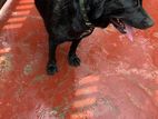Labrador Dog