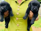 Labrador Puppies