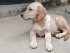 Labrador Puppies