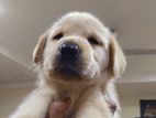 Labrador Dog Puppy