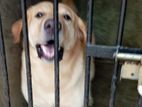 Labrador Dog