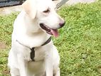 Labrador Dog