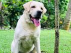 Labrador Dog