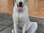 Labrador Dog