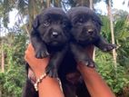 Labrador Puppies