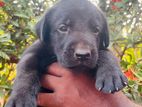 Labrador Puppy