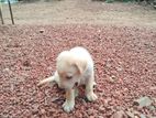 labrador dog