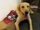 Labrador Dog