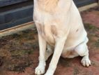 Labrador Dog
