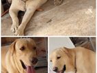 Labrador Dog for Kind Home