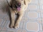 Labrador Dog