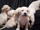 Labrador-Dog Puppies