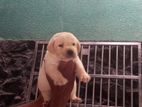 Labrador Dog Puppy