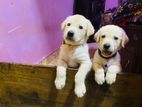 Labrador Puppies