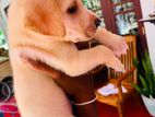 labrador dog sale