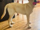 Labrador Dog