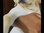 Labrador Dog Sell