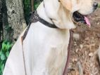 Labrador Dog for Crossing