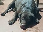 Labrador Dogs ( Chocolate Brown/Golden Yellow/Black )