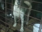 Labrador Dog