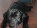 Labrador Dogs
