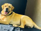 Labrador Dogs