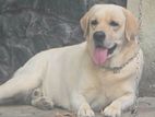 Labrador Dog