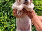 Labrador Puppies