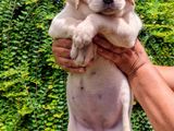 Labrador Puppies