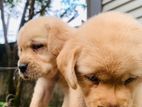 Labrador Puppies