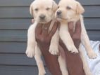 Labrador Puppies