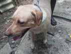 Labrador Female Dog