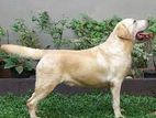 Labrador Female